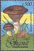Pilz auf Briefmarke