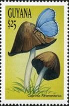 This mushroom on a stamp