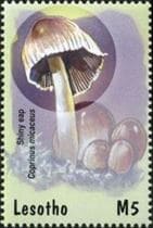 Pilz auf Briefmarke