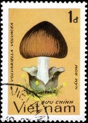Pilz auf Briefmarke